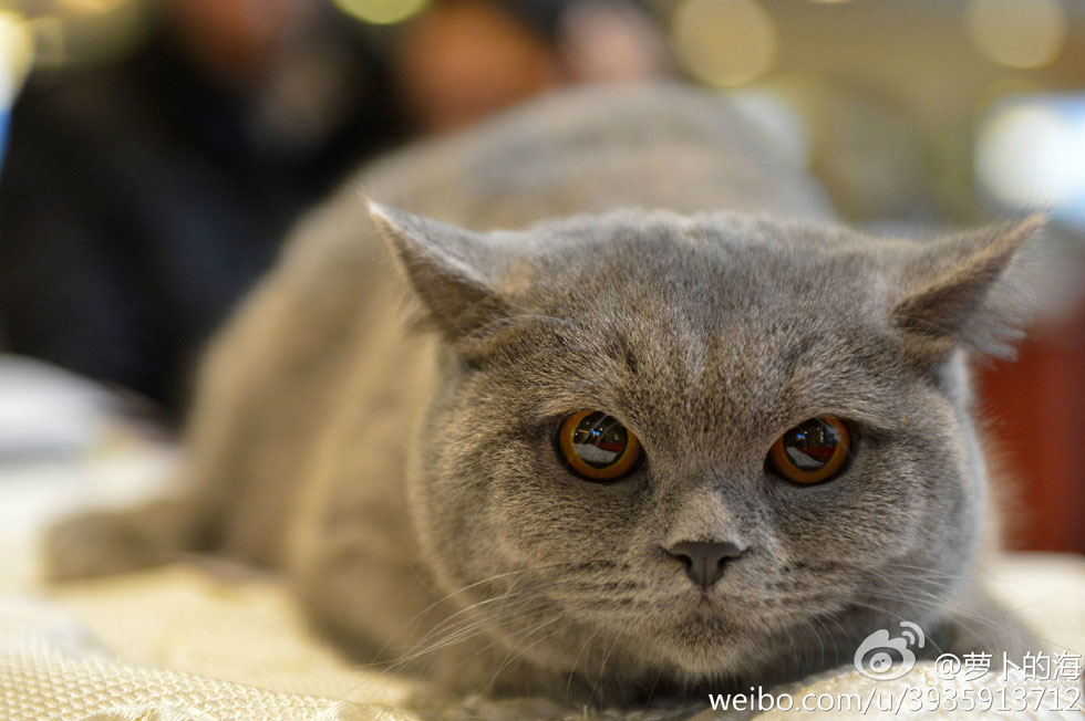 立陶宛首都维尔纽斯举办国际猫展(高清组图)
