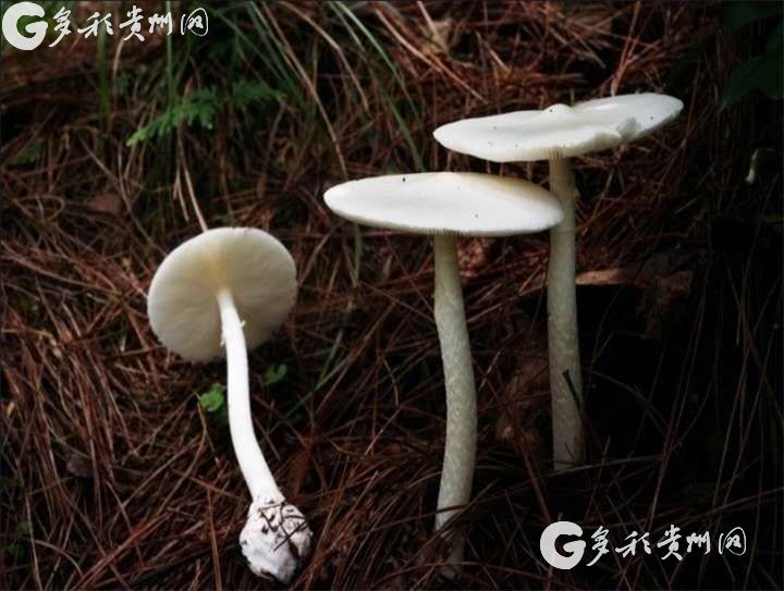 @�Ի��� Ұ����ʳ��ǧ��Ҫ���� �⼸�ֶ�Ģ���������ж�����